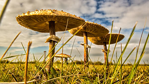 Mushrooms 5