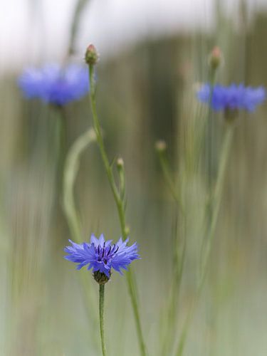Impressie Korenbloem