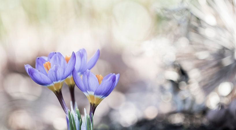 Purple crocuses by Guido Rooseleer