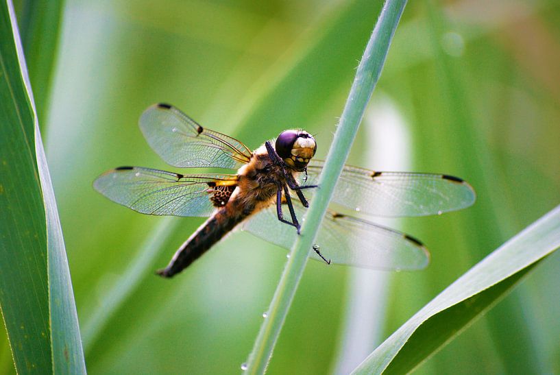 Dragonfly by Margreet Boersma