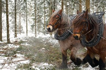Work horses in the snow 5912004122 photographer Fred Roest