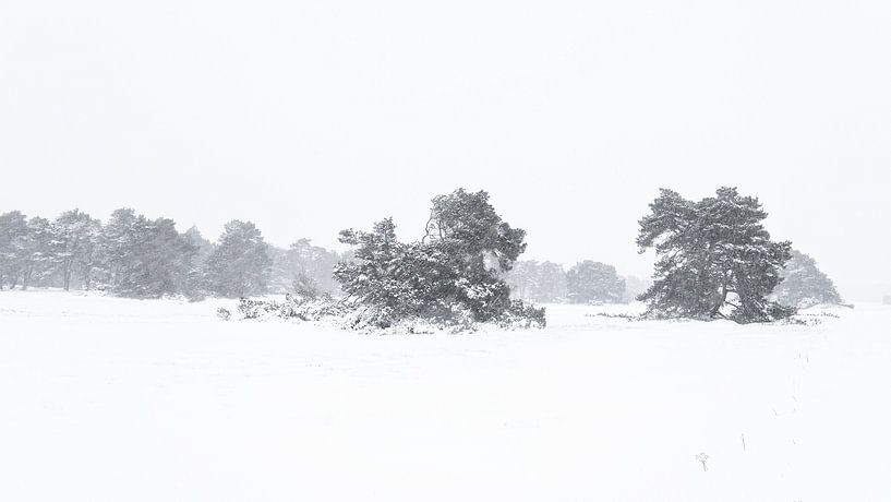 Paysage de neige sur le Veluwe par Albert Beukhof