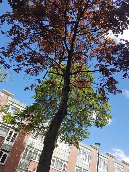 Schönes Foto von Bäumen von Kaoutar Tahiri