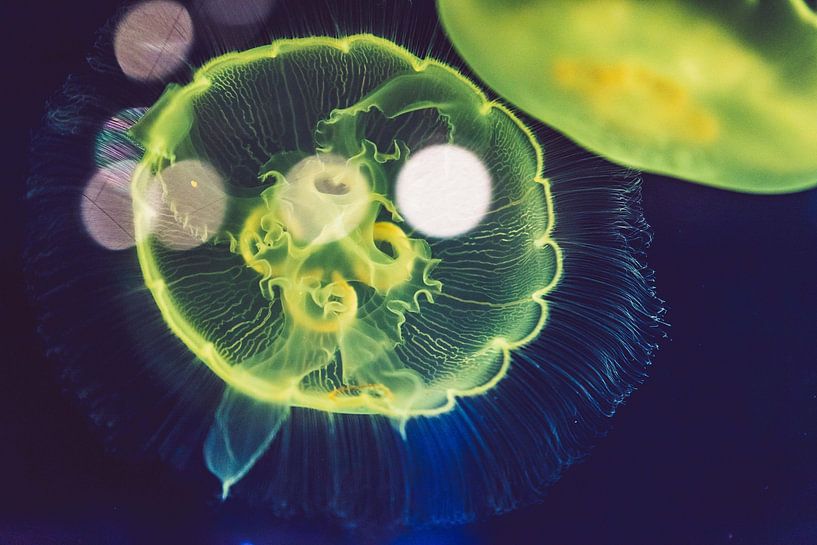 Sous la mer par Hello Pompoyo