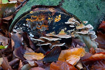 Automne - Photo de détail colorée de champignons sur une souche d'arbre sur Kees Dorsman