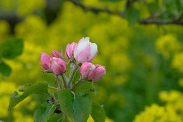 Prachtige close up van de roze bloesem van een appelboom van Patrick Verhoef