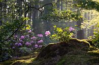 Rhododendron by Esmeralda holman thumbnail
