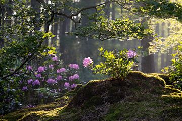 Rhododendron von Esmeralda holman