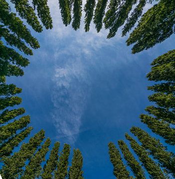 Prachtige bomencirkel tegen een blauwe zomerlucht van Patrick Verhoef