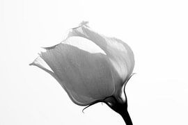 ROSE 1 by Miroslav Ptacek