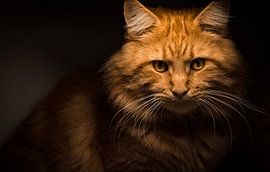 Rote Maine Coon Katze von Mathieu van den Berk