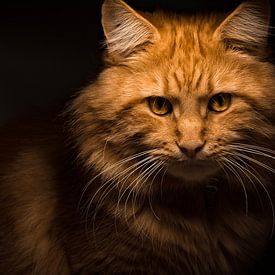 Rode Maine Coon kat starend in de camera van Mathieu van den Berk