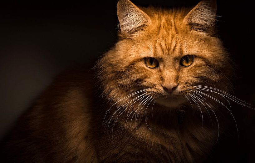 Red Maine Coon cat staring by Mathieu van den Berk