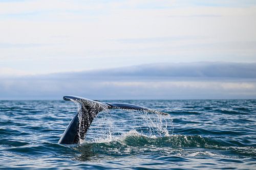 Humpback whale