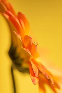 Ein Tropfen auf einer gelb-orangen Gerbera