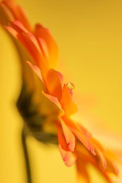 Ein Tropfen auf einer gelb-orangen Gerbera von Marjolijn van den Berg