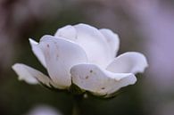 blanc neige rose par Tania Perneel Aperçu