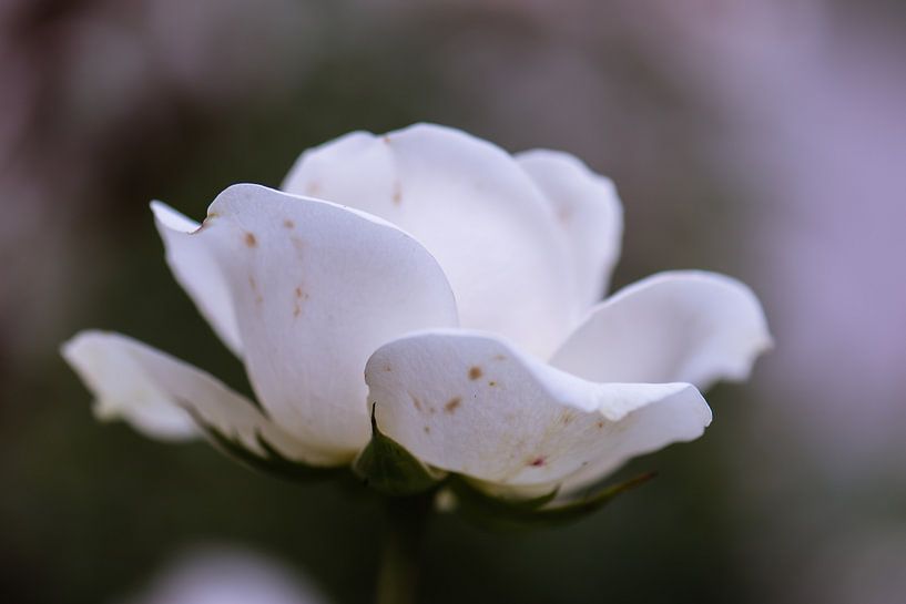 blanc neige rose par Tania Perneel