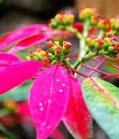 Roze bloem met regendruppels