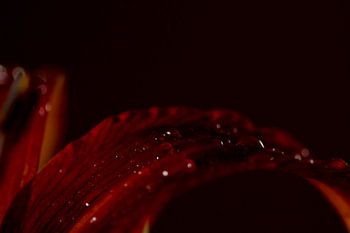 Drops on a red flower.