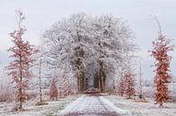 Winter Leek Groningen Netherlands:  Hoarfrost on Trees by R Smallenbroek thumbnail