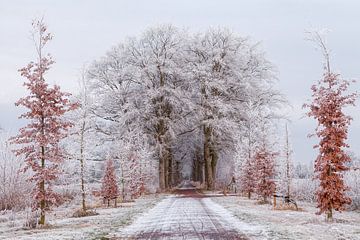 Nienoord Leek Groningen Pays-Bas: Givre sur es arbres sur R Smallenbroek