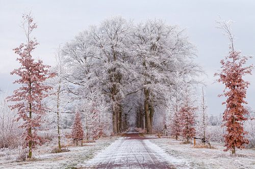 Winter Nienoord Leek Groningen:  Bomen met rijp 
