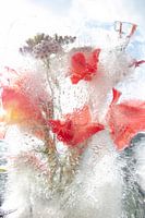 Eisblumen