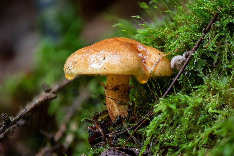 Champignon des sables par Hans-Jürgen Janda