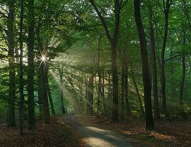 Sunrise at Dwingelderveld – Drenthe (Netherlands) by Marcel Kerdijk
