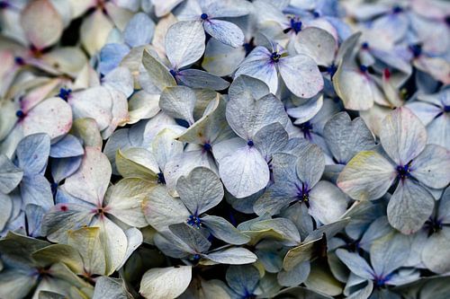 Delicate hortensiablaadjes in volle bloei