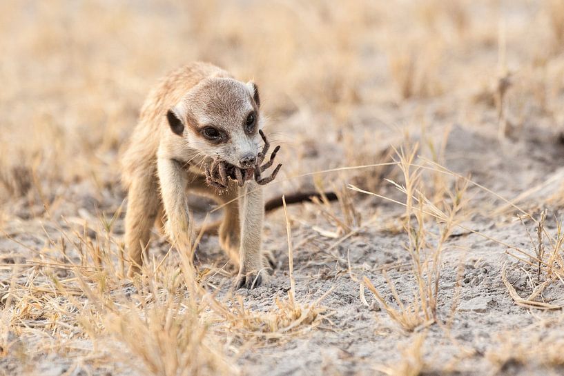 Suricate avec une araignée qui vient d'être attrapée par Simone Janssen