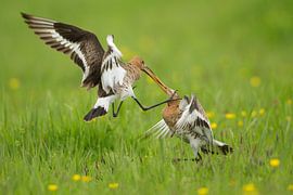 Schwarzschwanzgötter kämpfen im Polder. von Jeroen Stel