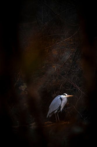 Reiger door een doorkijkje