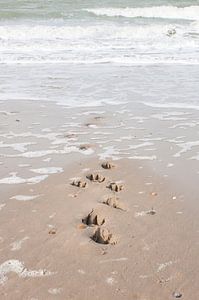 empreintes en forme de dog-leg dans le sable