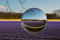 Champs de bulbes en fleurs à travers une boule de verre