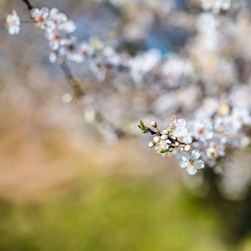 Printemps des cerises sur thePhilograph