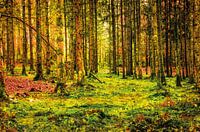 Forêt avec des mousses et des fougères