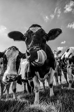 Kühe in einem Feld während des Sommers in Schwarzweiss von Sjoerd van der Wal