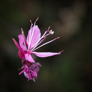 Gaura