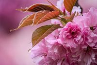 Sakura ochtenddauw