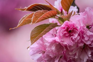 Sakura ochtenddauw van Jane-Beverly Dughera