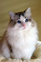 Ragdoll Miracles Douces Kyle