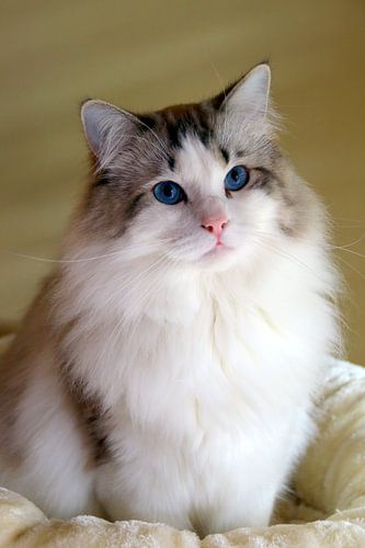 Ragdoll Miracles Douces Kyle