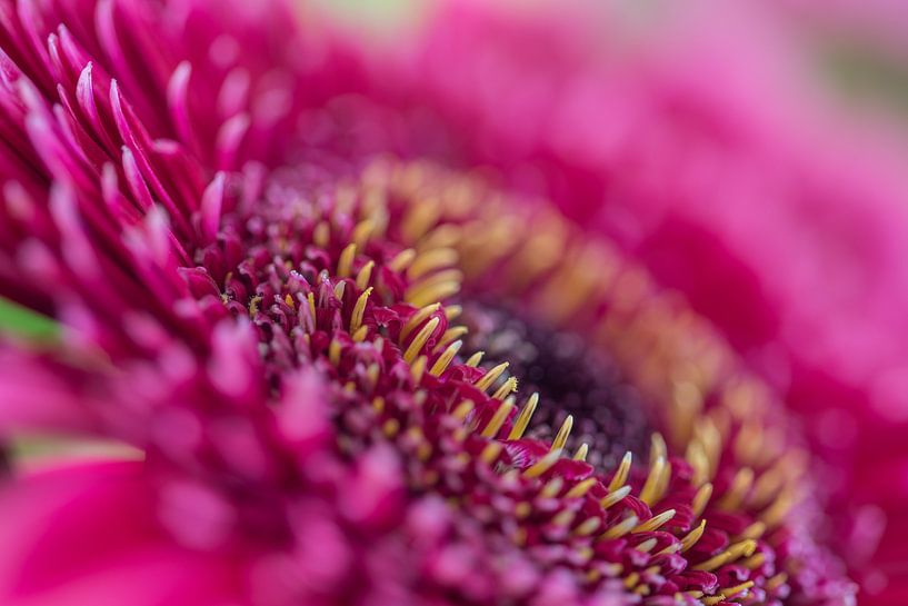 Lila Gerbera, Schnittblume für Blumenarrangements. von Ingrid van Wolferen