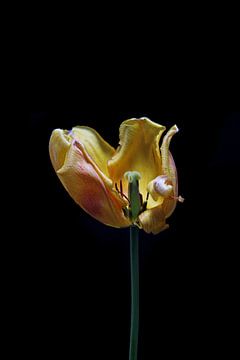 gele tulp aan het eind van haar bloei van Ribbi
