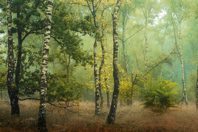 Birkenbäume im Herbst von Kees van Dongen