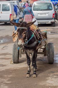 Marrakech sur marco de Jonge