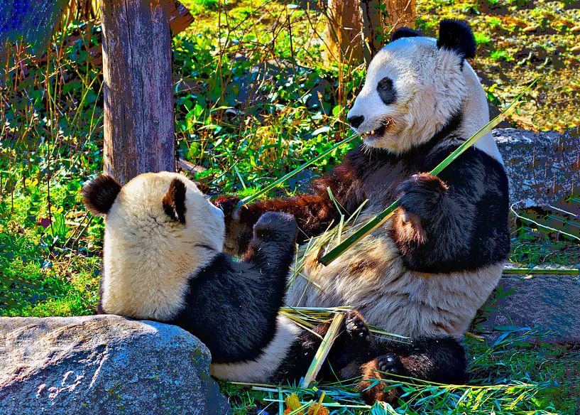 Große Panda van Leopold Brix