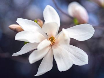 Fleur de magnolia en gros plan au printemps sur Evelien Oerlemans